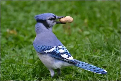 Quel est cet oiseau ?