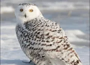 Quiz Les oiseaux du Qubec 2