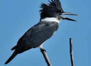 Quiz Les oiseaux du Qubec 3