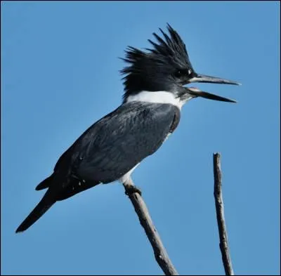 Quel est cet oiseau ?