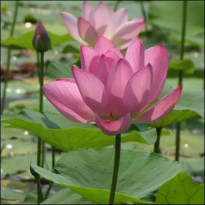 Quelle est cette plante aux feuilles imposantes et splendides fleurs ?