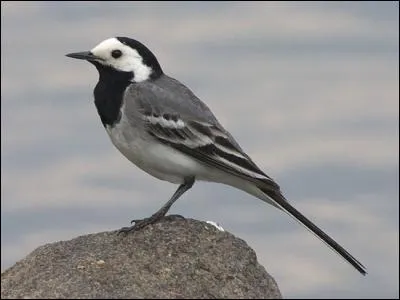 Quel est cet oiseau ?