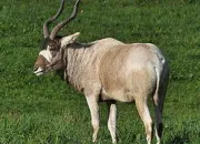 Quiz Animaux (1) - L'addax