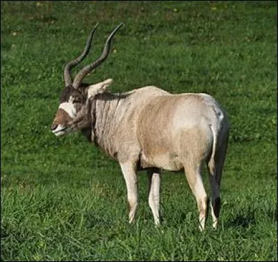 De quelle famille l'addax fait-il partie ?