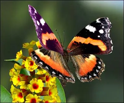 Tout à l'heure, un papillon est passé devant moi.