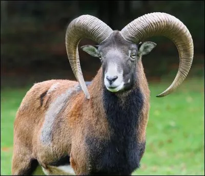 Comment déterminer l'âge du mouflon ?