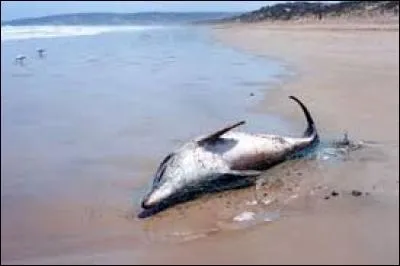 Les dauphins ne sont pas en voie de disparition.