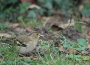 Quiz Oiseaux des villes