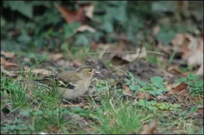 Quel est cet oiseau ?