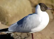 Quiz Mouettes et golands