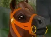 Quiz Quelle est cette race ? (Star Stable)