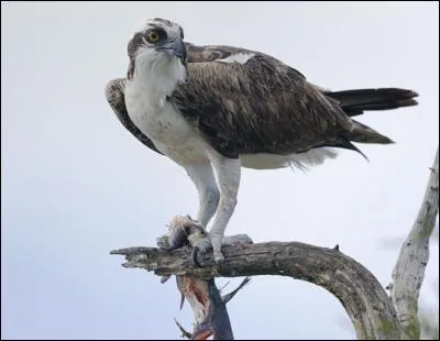 Quel est cet animal ?