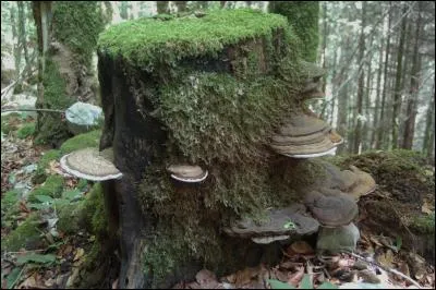 Un "amadouvier" est un arbre dont on tire l'amadou.