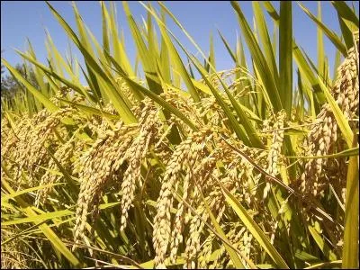 Le riz est une céréale de la famille des...