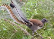 Quiz Animaux presque irrels