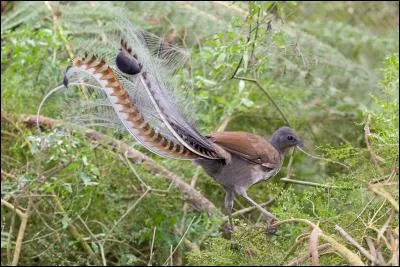 Quel est cet animal ?