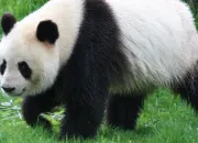 Quiz Le panda