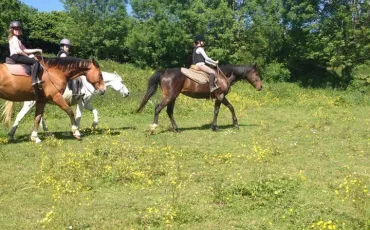 Quiz Chevaux