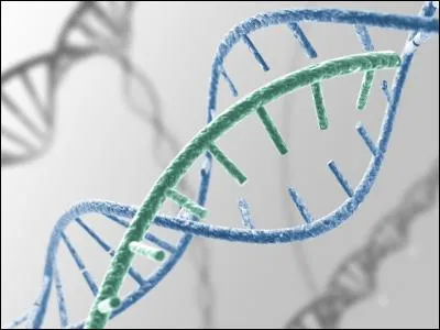 Commençons l'étude de cette maladie au niveau génétique. Combien de chromosomes 21 possède un individu atteint de la trisomie 21 ?