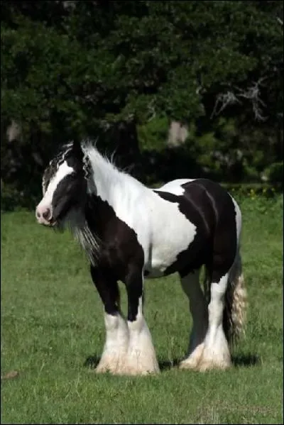 De quel côté se mettre pour amener son cheval ?