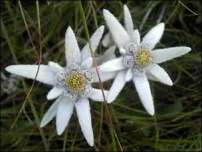 Quelle pensée est en rapport avec l'edelweiss ?