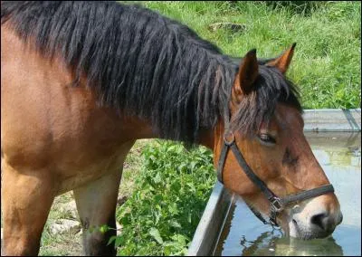 Le cheval doit boire :