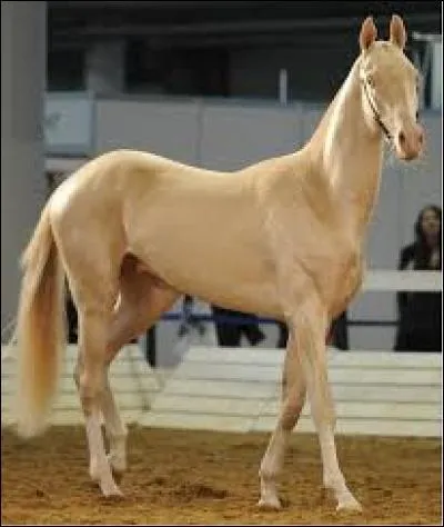 Quelle est la couleur de la robe de ce cheval qualifié de plus beau du monde ?