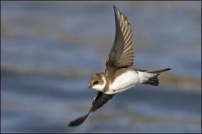 Quelle est cette hirondelle qui niche dans les milieux humides ?