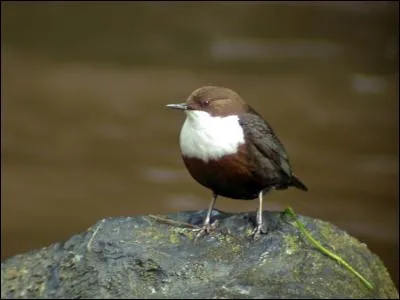 Quel est ce passereau des cours d'eau ?