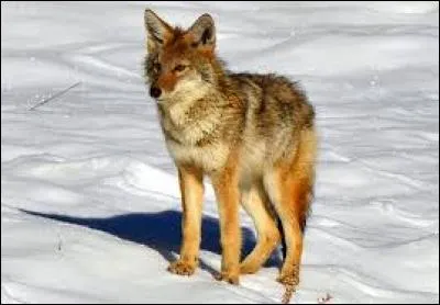 Trouvez le nom de ce canidé nord-américain, qui passe son temps à essayer de piéger un oiseau très rapide !