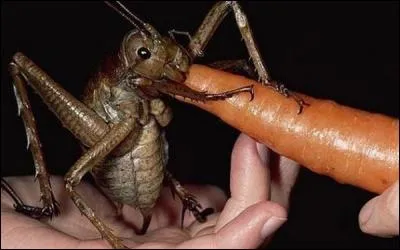 Ce criquet de près de 100 g doit en manger des carottes ! Où peut-on le trouver ?