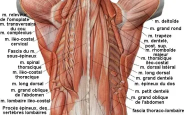 Quiz Medecine