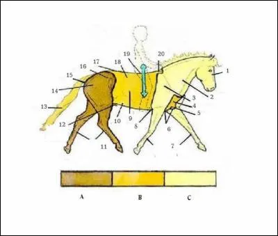 Comment s'appelle la partie n°14 du cheval ?