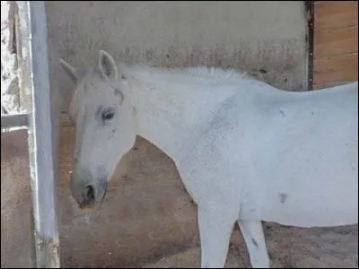 De quelle couleur est la robe de ce cheval ?