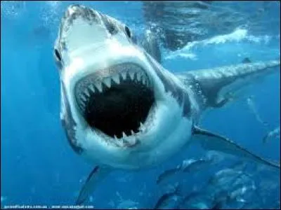 Les requins sont apparus il y a 20 Ma.