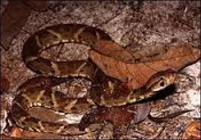 Commençons par le Fer de lance commun, un beau serpent américain. Plusieurs classements le considèrent comme étant le serpent le plus venimeux de tous les temps. Que ne peut-il pas faire ?