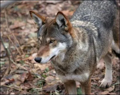 Ce canidé est le plus rare canin connu. Le connais-tu ?