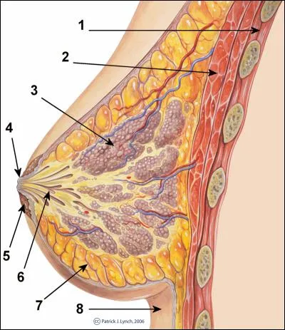 Quel chiffre dsigne l'arole sur le schma ?