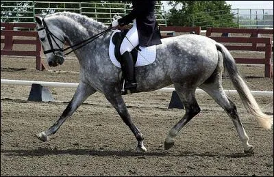 Le trot est une allure :