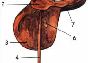 Quiz La selle, le filet et le licol