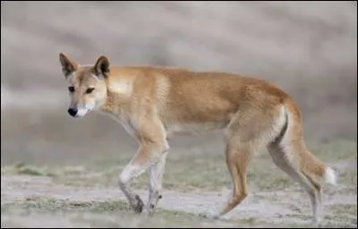 Quelle est cette sorte de canin ?