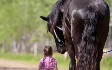 Quiz Chevaux