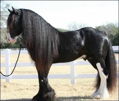 Quelle est la race de ce cheval ?