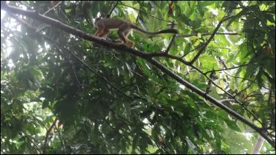 De ces trois singes, lequel vit en Amérique ?