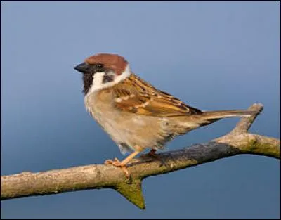 Quel est le nom de ce petit oiseau ?