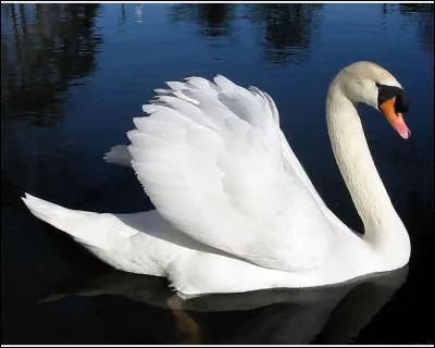 Comment dit-on "cygne" en allemand ?