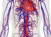 Quiz Le systme cardiovasculaire