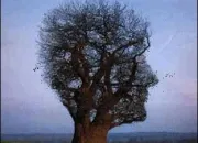 Quiz  quoi ressemble cet arbre ?