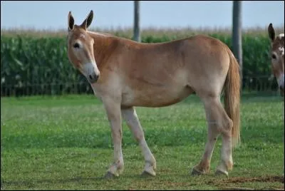 On reconnaît tous un bébé bardot, qui est le croisement --- (Complétez ! )