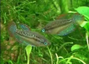 Quiz Poissons d'eau douce rares